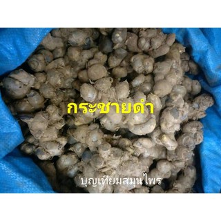 กระชายดำสด หัวใหญ่ดำดี คัดเกรด🅰️🅰️🅰️ ขนาด1 กิโลกรัม👍👍👍
