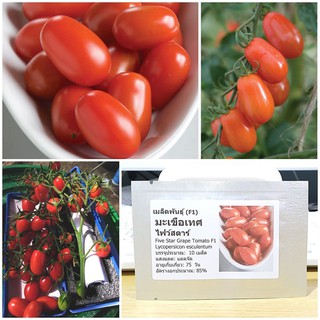 เมล็ดพันธุ์ มะเขือเทศ ไฟว์สตาร์ (Five Star Grape Tomato F1 Seed) บรรจุ 10 เมล็ด คุณภาพดี ของแท้ 100%