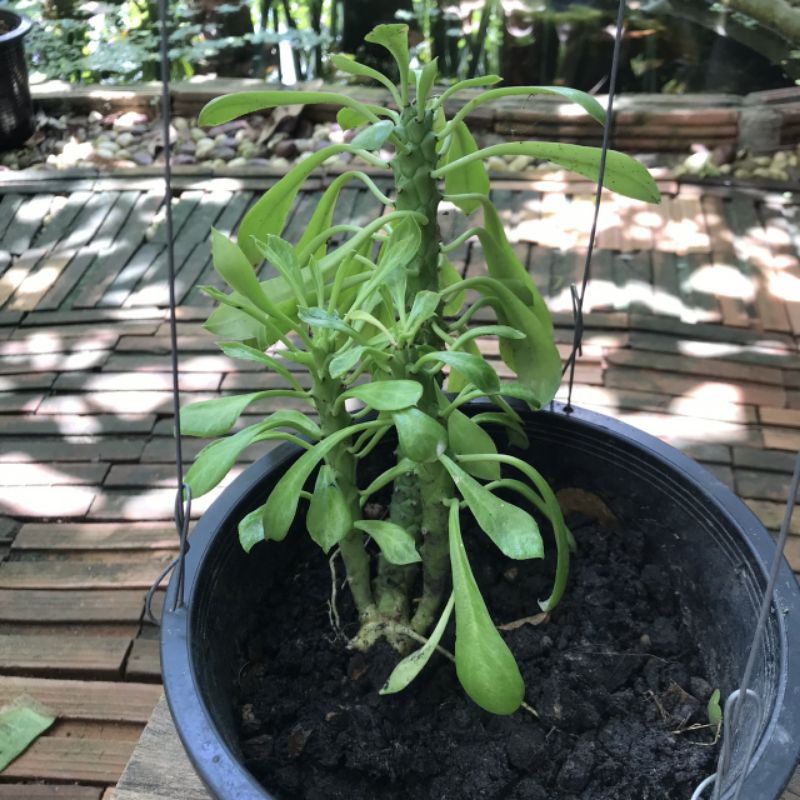 ไม้อวบน้ำ ยูโฟเบีย Euphorbia พญานาคราช