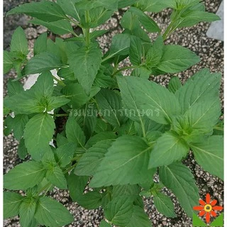 ต้นเปปเปอร์มิ้นต์ ใบหอม มิ้น rmint ในถุงดำ 5.5 นิ้ว ต้นมิ้น กลิ่นคล้ายยาสีฟัน
