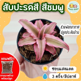 สับปะรดสี สีชมพู กระถาง 3 นิ้ว [แถมกาบมะพร้าวพร้อมปลูก] bromeliad  ต้นไม้มงคลจิ๋วน่ารัก ต้นไม้ฟอกอากาศ ไม้ประดับ