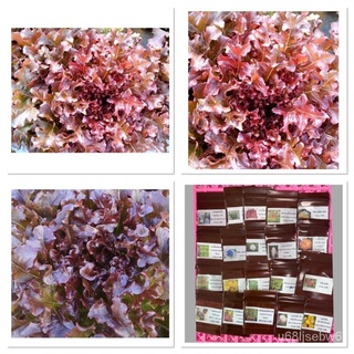 ถูก ใหม่ สายพันธุ์เมล็ดพันธุ์ ผักสลัดโบลว์แดง (Red Salad Bowl Lettuce Seed) บรรจุ 100 เมล็ด 5ZJM