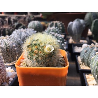 กระบองเพชร แมมมิลาเลียคามิเน่ Mammillaria Camenae