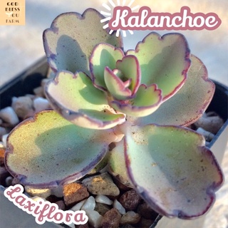 [กุหลาบหินก้นหอย] Kalanchoe Laxiflora ส่งพร้อมกระถาง Cactus แคคตัส กระบองเพชร ต้นไม้ ทะเลทราย ไม้หนาม กุหลาบหิน