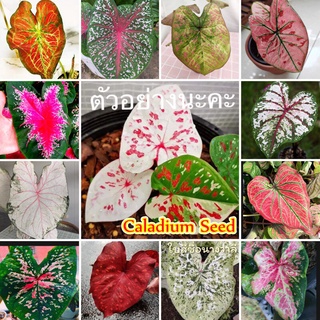 [ขายเมล็ดพันธุ์ ห่อละ 100 เมล็ด] เมล็ดบอนสี ต้นบอนสี "ราชินีใบไม้" Caladium Flower Plants Seed ต้นบอนสี ต้นไม้ฟอกอากาศ