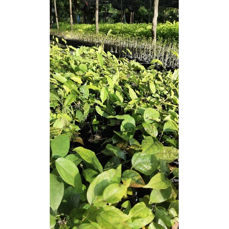 ต้นย่านางเขียว/ย่านางแกง/4ถุง100บาท