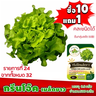 (ซื้อ10แถม1 ฟรีคู่มือ) เมล็ดพันธุ์ กรีนโอ๊ค เมล็ดขาว GREEN OAK 0.5กรัม (ประมาณ 500เมล็ด) ทำมะชาดฟาร์ม ผักสลัด เมล็ดพันธ์