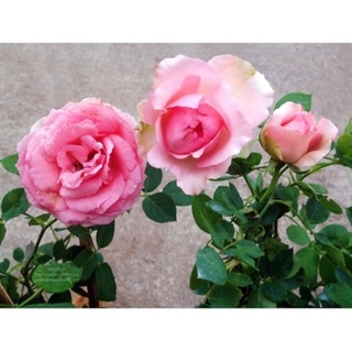 30 เมล็ด กุหลาบ The First Lady Rose Seeds ดอกใหญ่ นำเข้าพร้อมคู่มือ