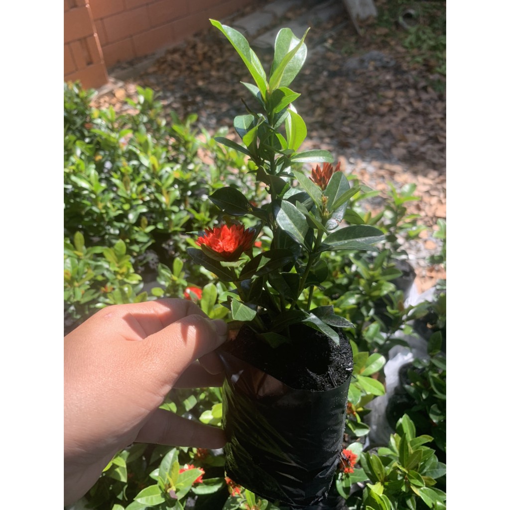 ต้นเข็มหนู เข็มพิกุล ต้นเข็มแดง ขั้นต่ำ 10 ต้น (ส่งฟีทักแชท )อ่านรายละเอียดก่อนสั่งซื้อค่ะ