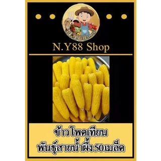 5แถม1เมล็ดพันธุ์ข้าวโพดเทียน สายน้ำผึ่ง 50 เมล็ด หอมหวานมัน สายพันธุ์โบราณ ปลูกง่าย ปลูกได้ทุกฤดู