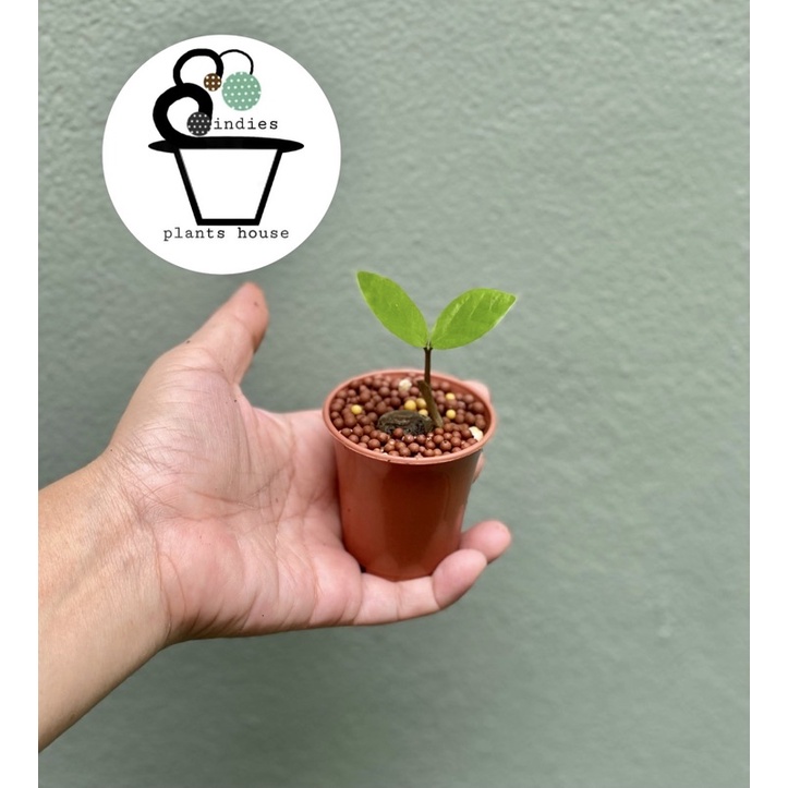 ต้นกวักมรกตเขียวแคระ