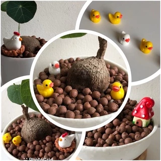 ตุ๊กตา ตกแต่งสวน สวนถาด โตโร่ ฝุ่น ลูกไก่🐣 แกะ วัว ตุ๊กตาจิ๋ว แม่ไก่ ลูกเจี๊ยบ ฝุ่น วัว เห็ด อุปกรณ์แต่งสวน สวนขวด
