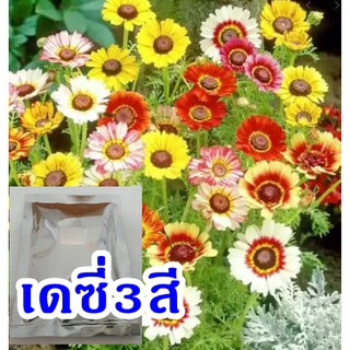 เมล็ดดอกเดซี่3สีในดอกเดียวคละสีซอง100เมล็ด