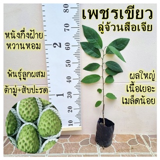 (TR01) ต้นน้อยหน่า เพชรเขียว (ลู่จ้วนสือเจีย) เสียบยอด 50 cm.ขี้นไป ของแท้ มีป้ายชื่อติดทุกต้น (1 ต้น)