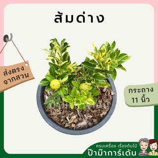 ส้มด่าง กระถาง 11 นิ้ว