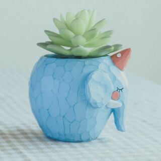 กระถาง cactus, succulent ช้าง