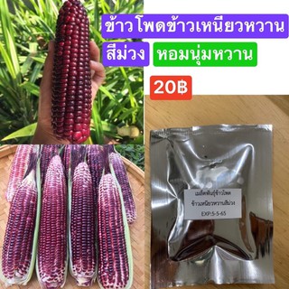 ข้าวโพดข้าวเหนียวสีม่วง 20 บาท 50+เมล็ด