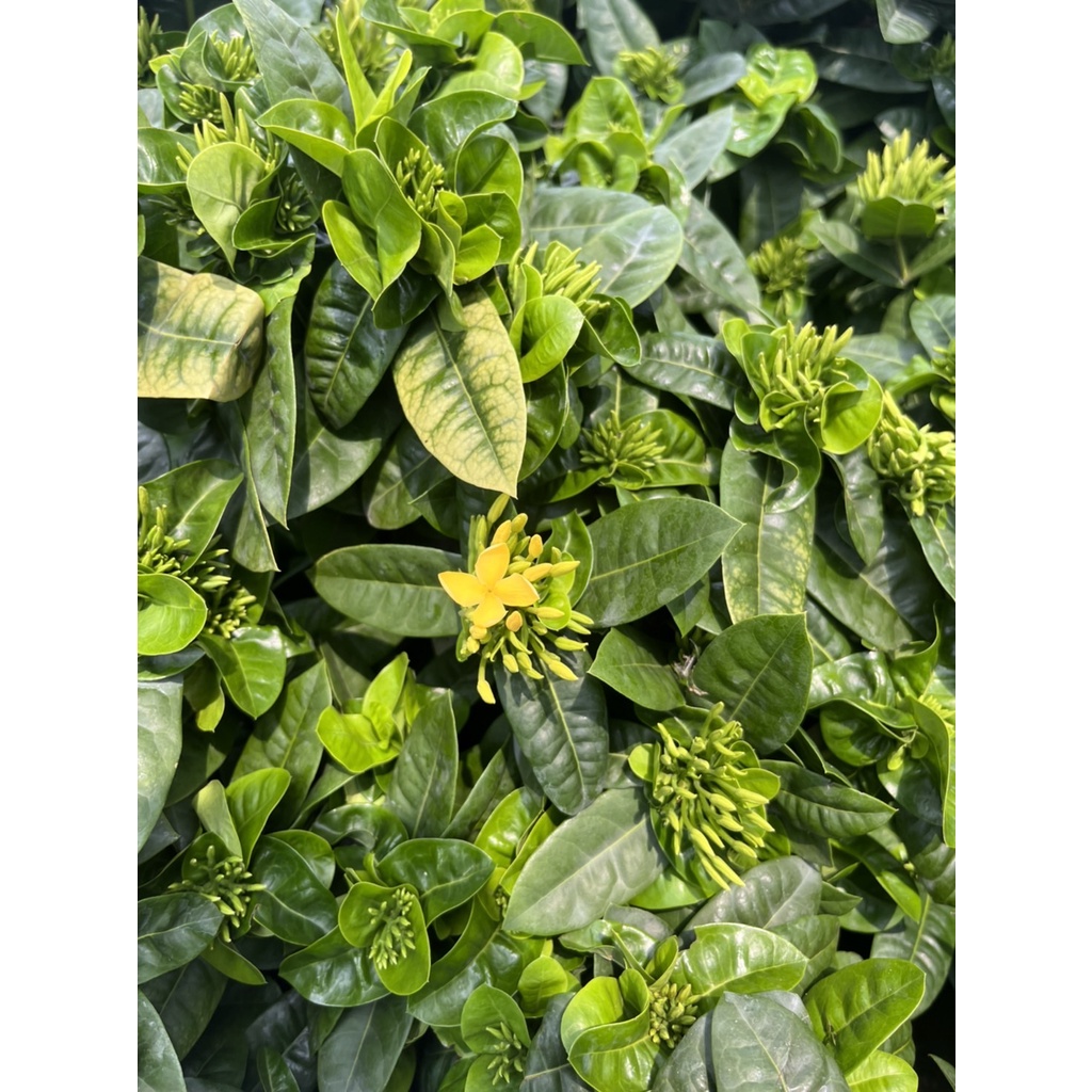 มุมมอง 3