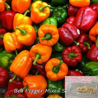 （เมล็ดพันธุ์ ถูก คละ）เมล็ดพันธุ์ พริกหยวก บอนสี Colorful Sweet Bell Pepper Mixed Seeds Vegetable Seeds บรรจุ 50 เมล็ด เม