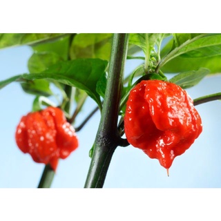 ต้นพันธุ์พริก แคโรไลน่ารีพเพอร์ Carolina Reaper ต้นพริก พริกที่เผ็ดที่สุดในโลก  พร้อมปลูกในถุงดำ 219 บาท