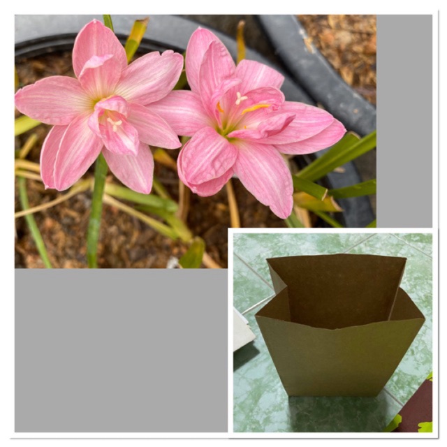 53ฉ.หัวดอกบัวดิน Turan Dot หัวละ 20 บาท ดอกหอม