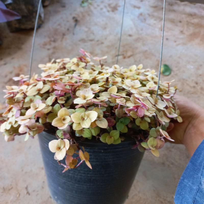 ริบบิ้นชาลี สีทอง กระถาง 8 นิ้วกระถาง 6 นิ้วเป็นไม้แขน