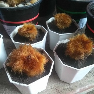 ว่านลูกไก่ทองในกระถาง 3 นิ้ว จัดส่งทั้งกระถาง ขนาดมินิมอล น่ารักๆวางบนโต๊ะทำงาน(พิเศษสั่ง 2 กระถางแบบแพ้คคู่)มีโปรลดราคา