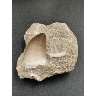 🌊 ฟอสซิล โมซาซอรัส ส่วนฟัน บนฐานหิน🦋 Mosasaurus ( Teeth )