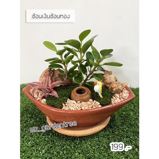 [ต้นไม้จริง] ช้อนเงินช้อนทอง **ต้นไม้คัดฟอร์มสวยทุกต้น**