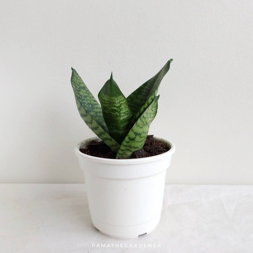 มุมมอง 3