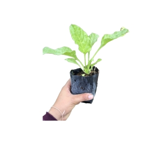 โปรโมชั่น : ต้นกล้าสวิสชาร์ด 3 สี ต้นละ 10 บาท