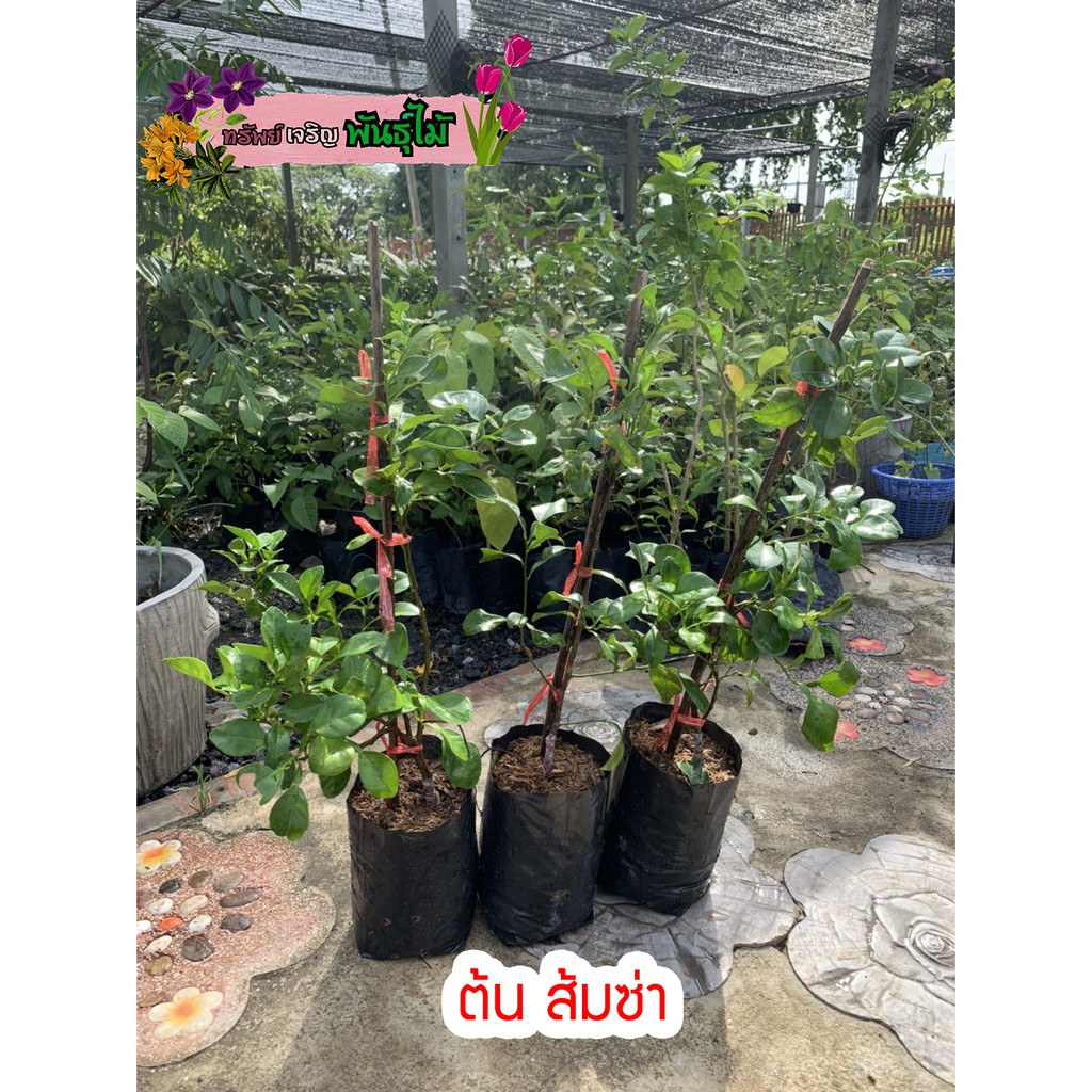 ต้นส้มซ่า เสียบยอด และ เพาะเมล็ด พร้อมส่งจำนวนมาก