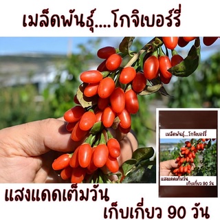 โกจิเบอร์รี่สำหรับเพาะเมล็ด 5ผล ประมาณ 100เมล็ด