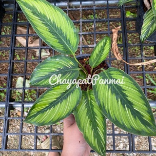 คล้าบิวตี้สตาร์ 🪴calathea beauty star กระถาง5นิ้ว