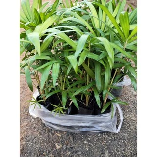 ต้นหวายหนามขาวภูพาน/ชุด 10 ถุง160 บาท