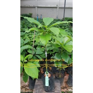 ต้นอโวคาโด้เสียบยอด พันธุ์ไร้เมล็ด เวียดนาม (Seedless Avocado tree) ผลดก หวานมัน