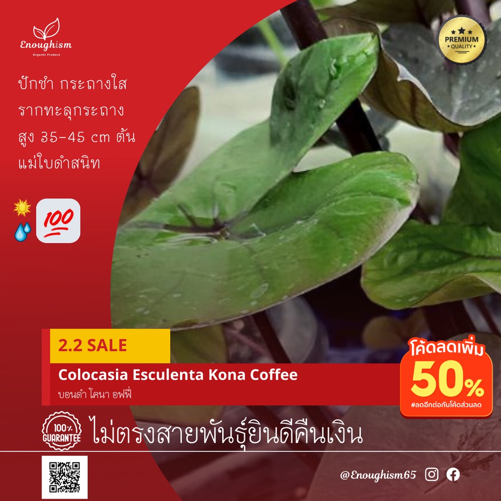 บอนดำๆ 🖤 ลดจุกๆ 50% #KonaCoffee บอนดำ บอน Colocasia สายดำ มีเสน่ห์ ไม้น่าสะสม โคน่า คอฟฟี่ Kona Coffee