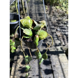 hoya imbricata.. hoya imbricata