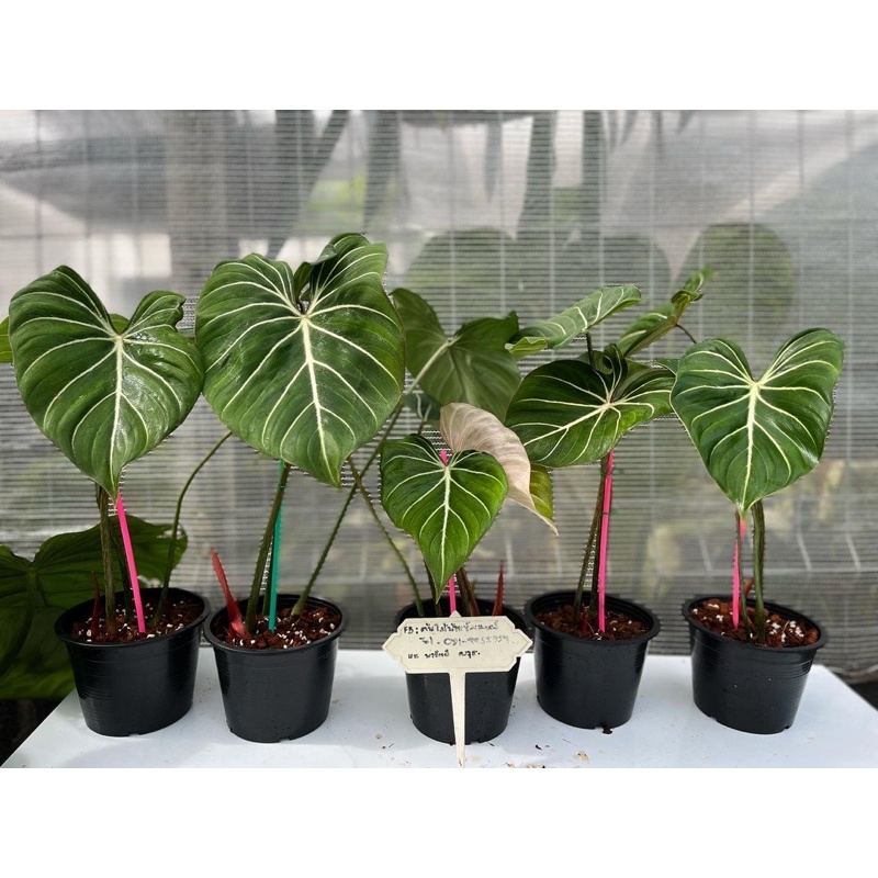 Philodendron gloriosum silver pink back
