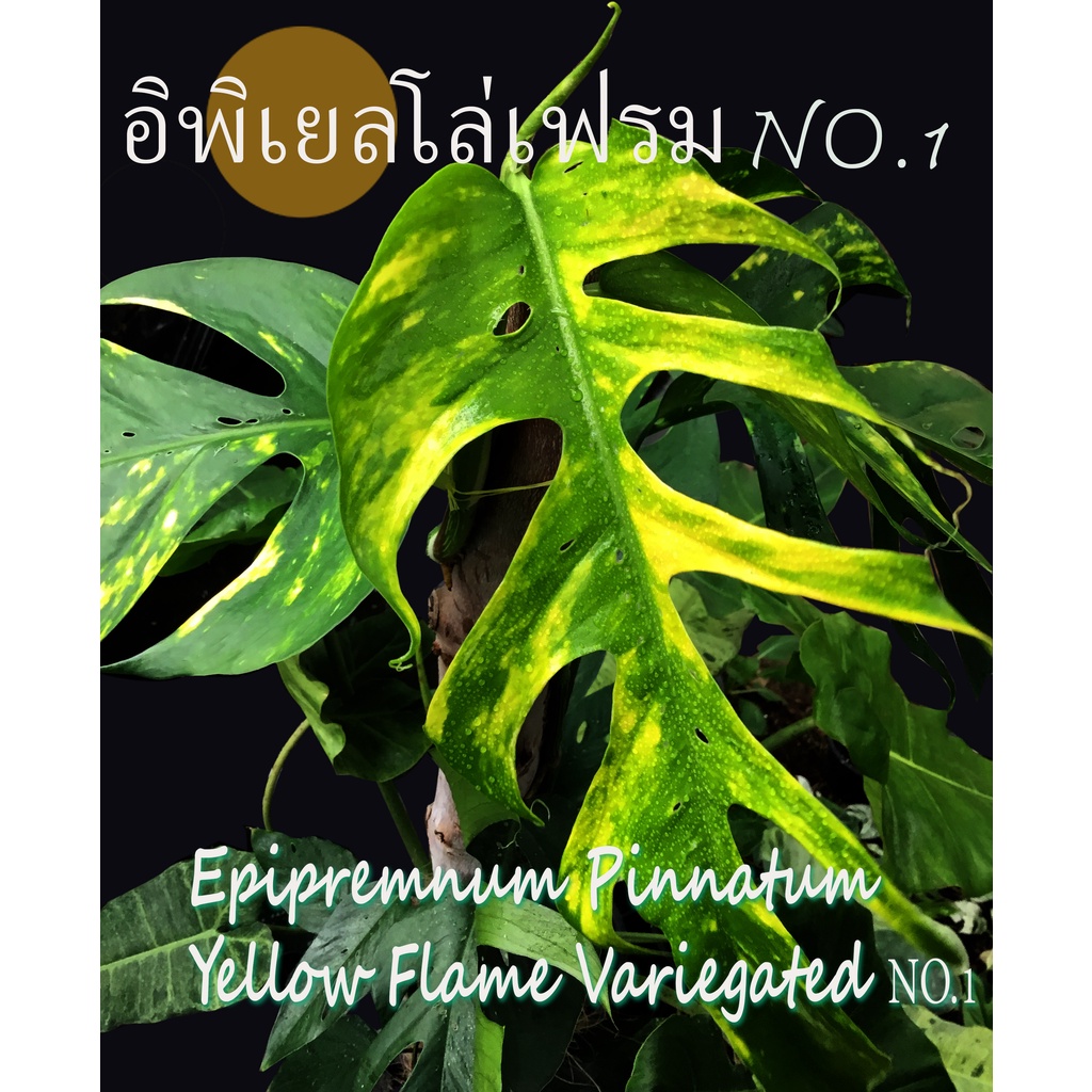 อิพิ เยลโล่เฟรม เบอร์1 No.1  Epipremnum Pinnatum Yellow Flame No.1 แท้100%