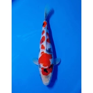 ZenKoi Red กระสอบ 20 Kg.สูตรเร่งสี เร่งโต เสริมภูมิคุ้มกัน สวยครบจบในถุงเดียว สำหรับปลาคาร์ฟปลาทอง ปลาสวยงาม