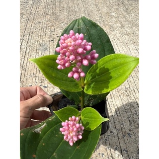 (สั่งซื้อ 3 ต้นส่งให้ 4 ต้น) ต้นไข่มุขอันดามัน ไม้ดอกสวยๆ สูง 15-20 ซม Patsorntree