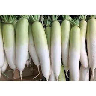 100+ เมล็ด หัวไชเท้าญี่ปุ่นมิโนวาเสะ - Japanese Minowase Radish