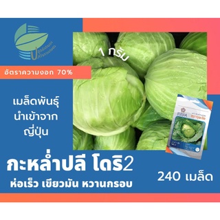 กะหล่ำปลี โดริ2 (Cabbage)