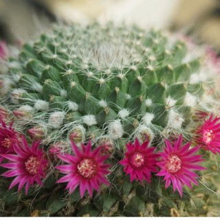 Mammillaria Perbellaไม้เมล็ดแคคตัสสายดอก แมมมิลลาเรียดอกสีชมพูเข้ม ไม้เมล็ด ขนาด 4 x7ซม.จัดชุดสามต้น