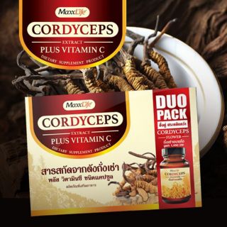 [ซื้อ 1 แถม 1] แม็กซ์ไลฟ์ ถั่งเช่า สกัด และ วิตามินซี MaxxLife Cordycep 30 แคปซูล