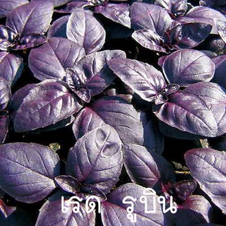 โหระพาRed Rubin🎯ถูกที่สุด10บ.🎯เมล็ดพันธุ์โหระพาRed Rubin 15 เมล็ด🌿ปลูกครั้งเดียวอยู่ได้เป็นปี 🍂กลิ่นหอม🍂สีสวย