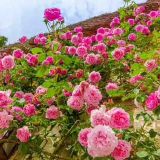 กุหลาบเลื้อยอังกฤษ สีชมพู🎯ถูกที่สุด 10 บ.📌10 เมล็ด🌱งอกง่าย🎈พุ่มใหญ่🌱ดอกดกสวย