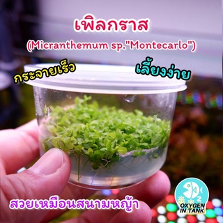 เพิลกราส ไม้เนื้อเยื่อ [Micranthemum sp. "Montecarlo"] ไม้น้ำ ต้นไม้น้ำ (พร้อมส่ง)