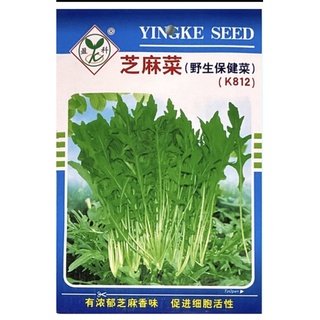 เมล็ดพันธุ์ ไวลด์ ร็อกเก็ต ( Wild Rocket Seed ) บรรจุ 700 เมล็ด